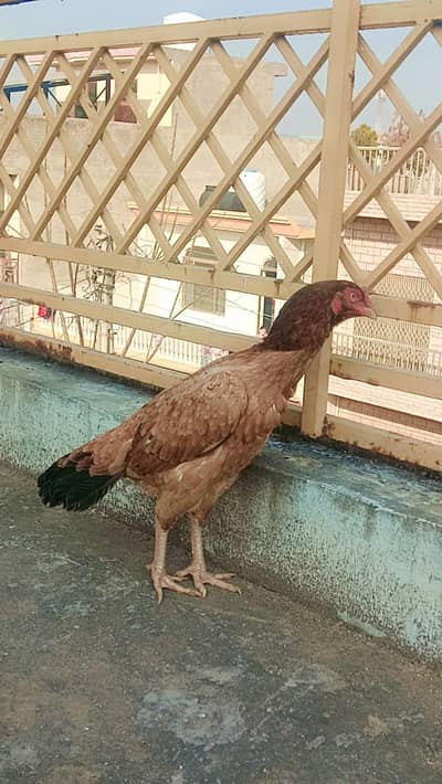 Aseel madi for sale urgent in reasonable price