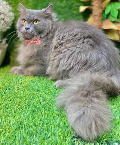 grey punch face male cat