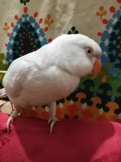 White Ringneck Parrot