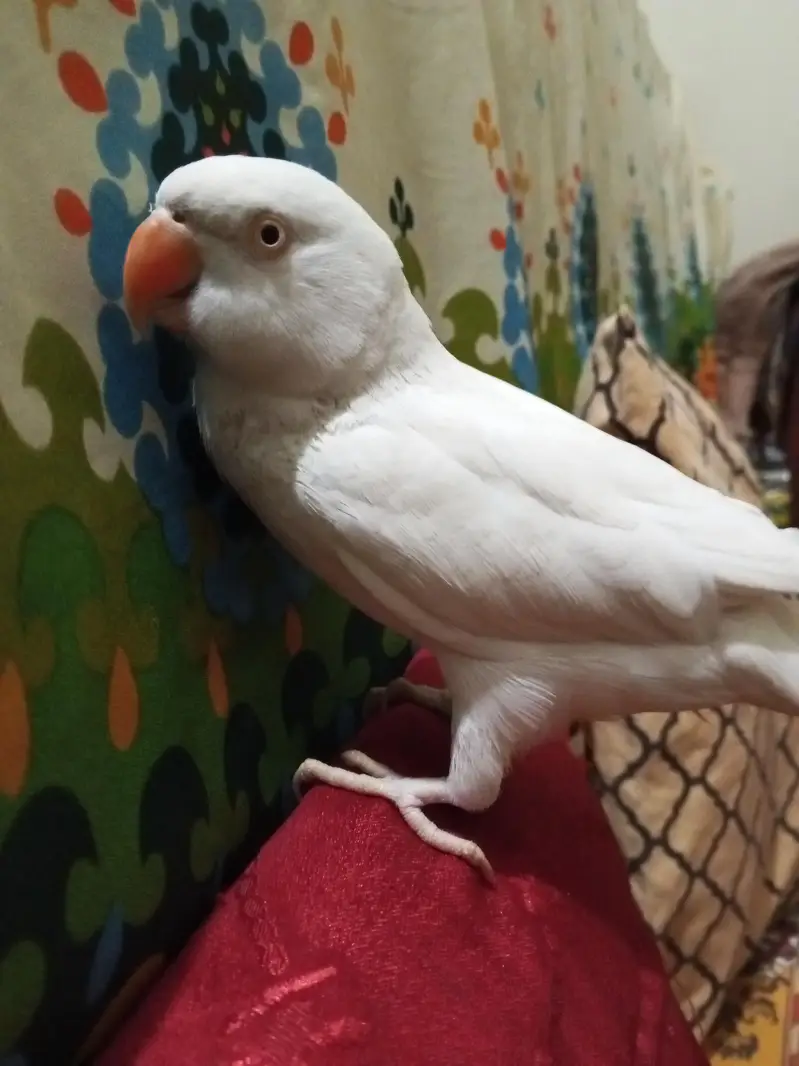 White Ringneck Parrot — photo 2