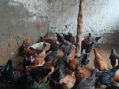 PURE DESI & DESI MESRI