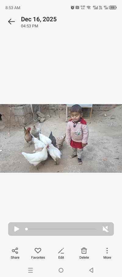 Golden Misre Eggs wale.