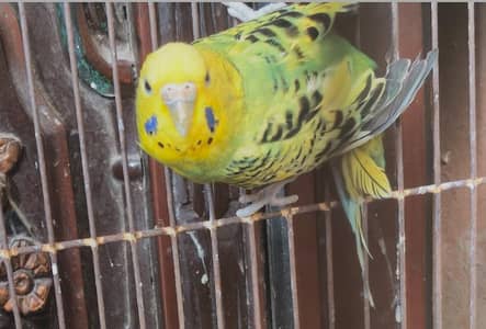 one exhibition TCB  male 2females healthy active and breeder 500/piece