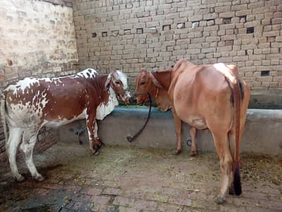 2 cows for sale in faisalabadwhatsap  0/3/4/8/5/2/7/6/1/1/2