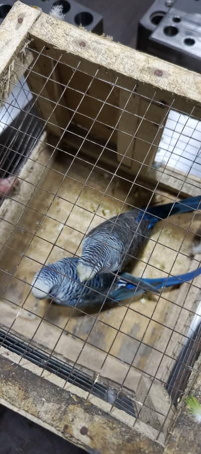 black wings hogoromo