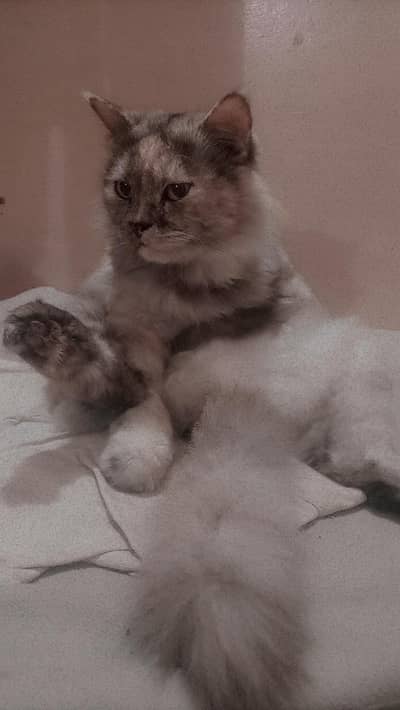 multi color persian cat