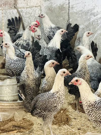 PURE FAYOMI ||Golden Misri|Lohman| Desi Hen| PATHI Chicks| egg laying