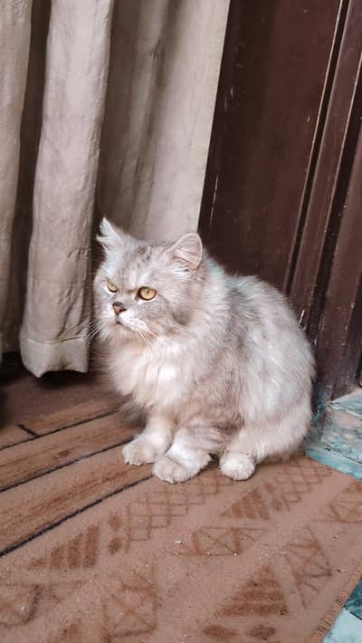 TRIPLE COATED PERSIAN KITTEN