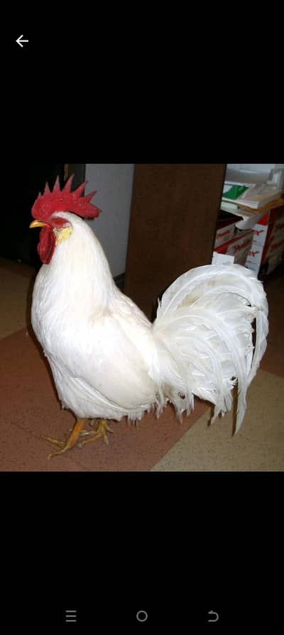 white rosster