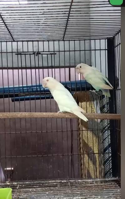 0327-0277654/love bird/cage/parrot/cocktail/bajri/Australian/albino/pa
