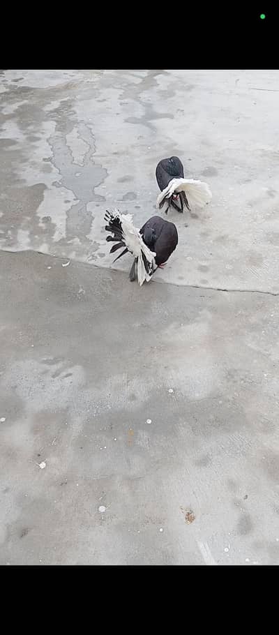 black body waite taile