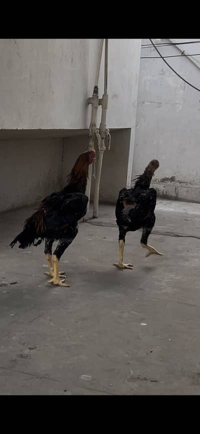 Original Lakha Shamo big size