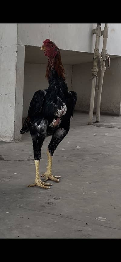 Original Lakha Shamo big size Impoeted