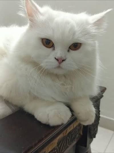 Persian white female