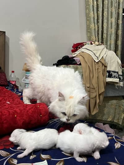 Pure Persian Triple coated Male kitten and female and 3 baby’s