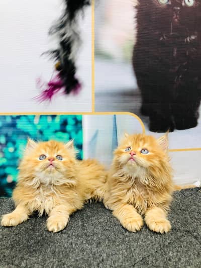 cash on delivery Persian kitten cats