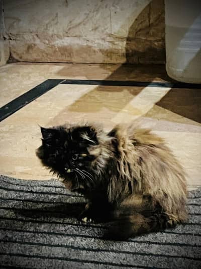 Persian cat