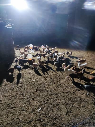 Golden Misri Pure Desi