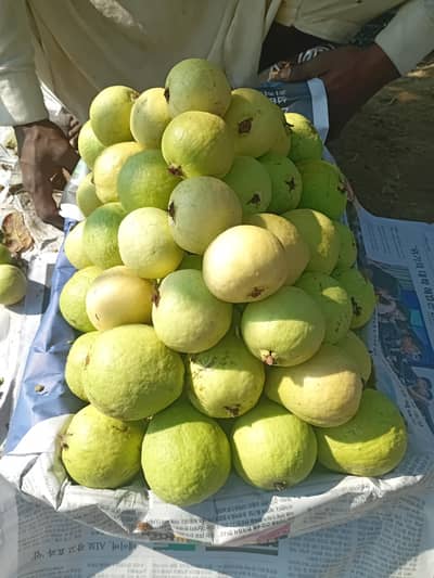 Fresh Guava for sale