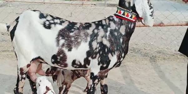 2 Bacchon Ka Sath Desi Bakri For Sale _ +03225280183