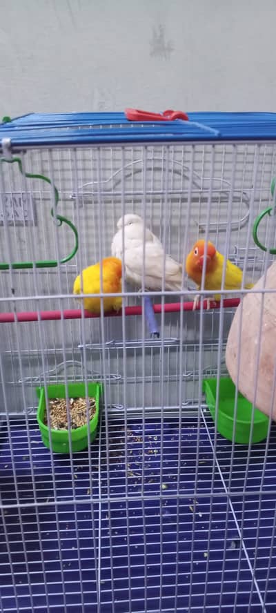 i want to sell urgent