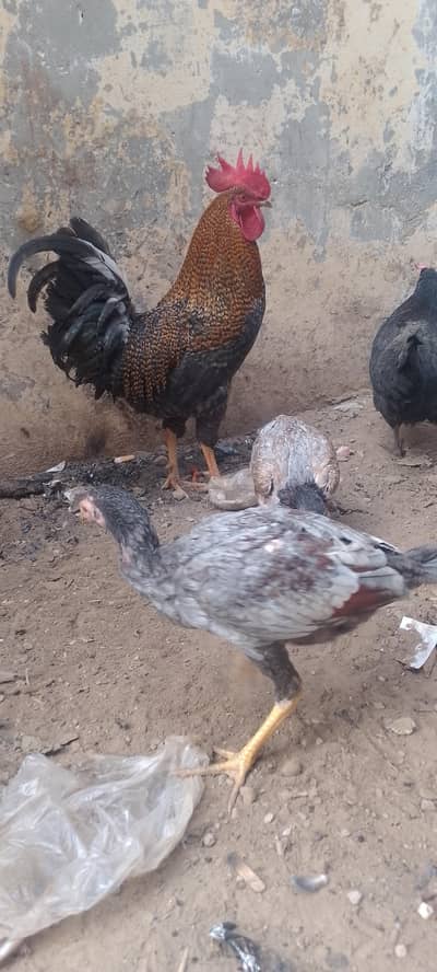 Hen's For Sale