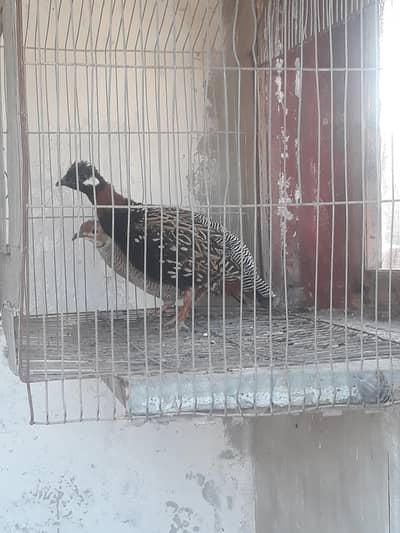 Black Teetar Sheedi Teetar