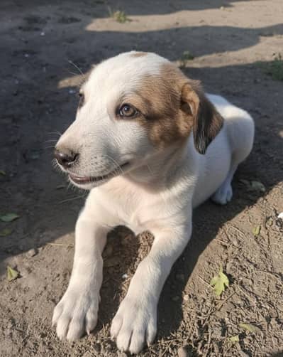 Cute & Desi Puppy Available