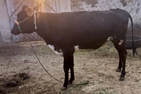 بہت اچھی نسل کی ویہڑی ہے Hiefer