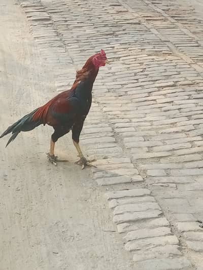 Aseel murgha for sell weight 3,5 kg big height badhiyon Ka hai