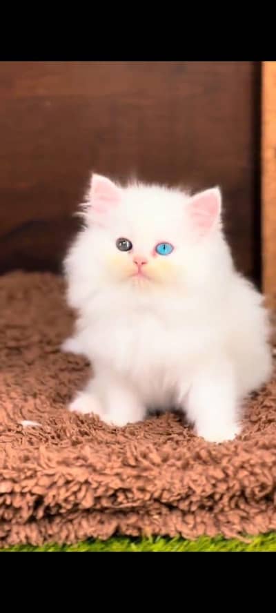 Persian cat odi eyes vaccinated triple coated WhatsApp 03317823482
