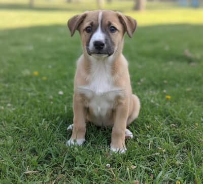 Cute &  Desi Puppy Available