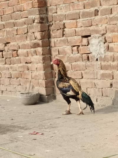 asel mugra for sale bohat acha age Kasi Lena ho to Wohi rabta kare