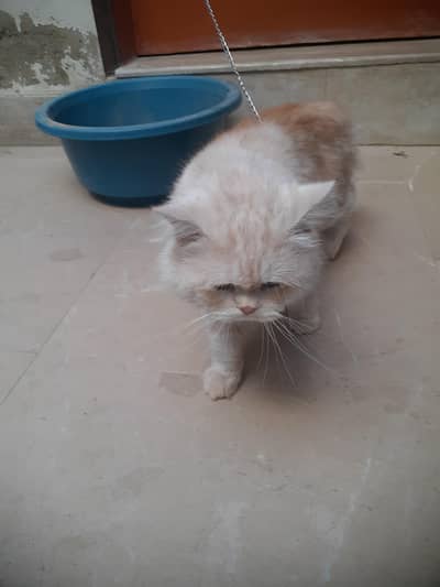 Persian  male  cat  for  sale  .