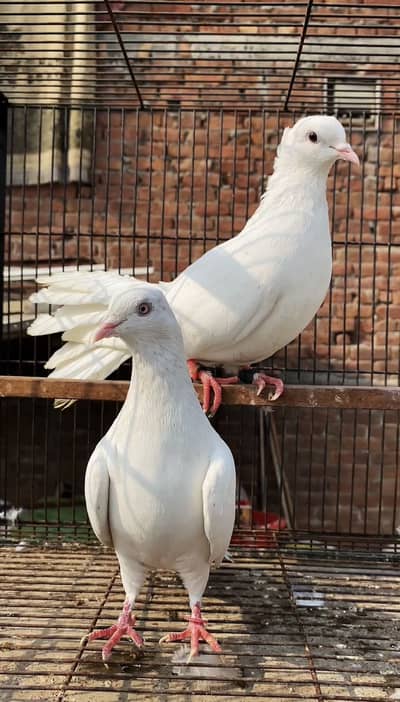Fancy Pigeons / Sherazi Pigeons / Teddy Pigeons / Laka Pigeons