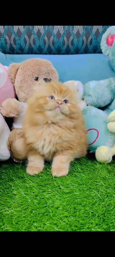 pure Persian cats vaccinated triple coated  littler ternd /03317823482
