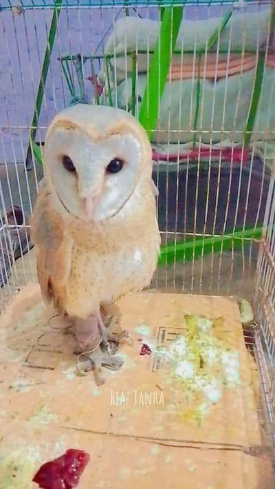 beautiful white oval