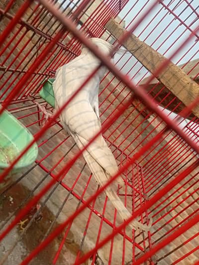 cockatiel bird