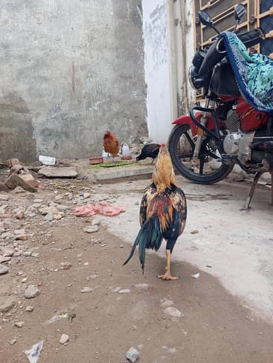 Pure Aseel fertiled Eggs