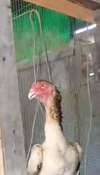 03334948562 / watapp