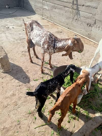 Makki Chinni 4 dant e bacho k Sath Whatsapp 03193595984