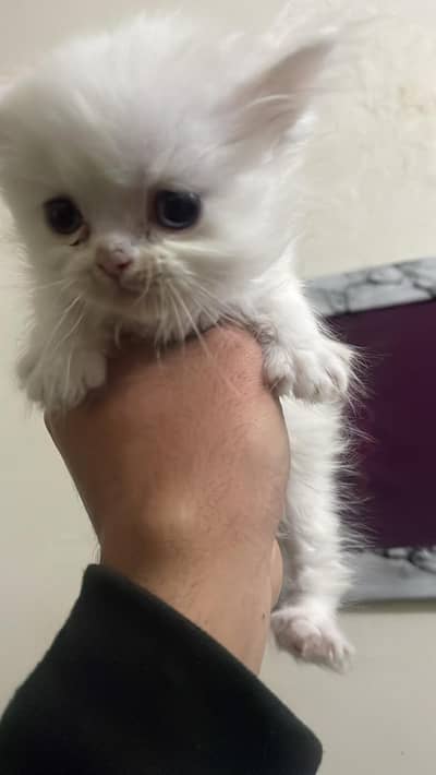 Pure Persian Cat Kitten for Sale (4 piece)(15000 per piece)