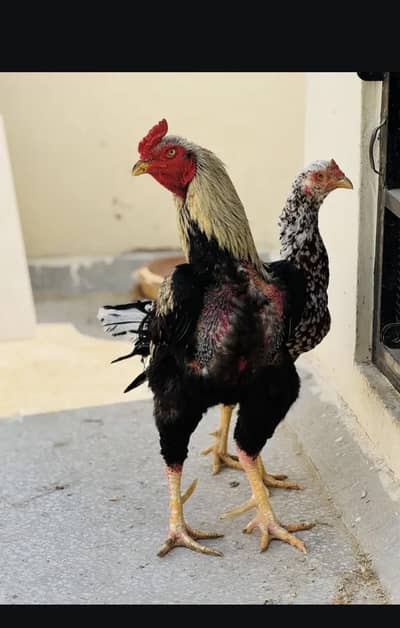 Band Gaddi Aseel Pair 03025311096