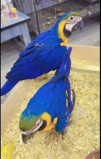 blue macow parrot for sale 0321/3210/601