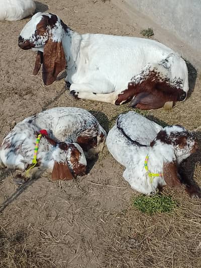 Makhi cheeni cross beetal goat with 2 kids