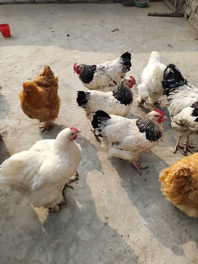 UK Breed Egg Hens & Roosters