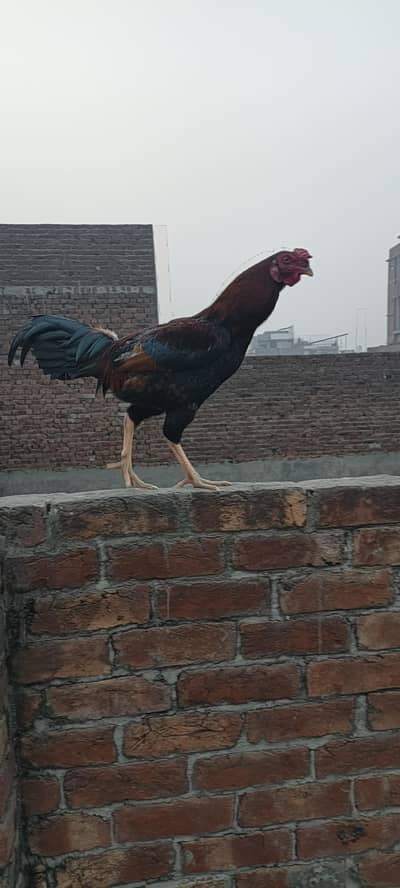 Desi Aseel Crass Murga 100%  Active and Healty Home Made Bread