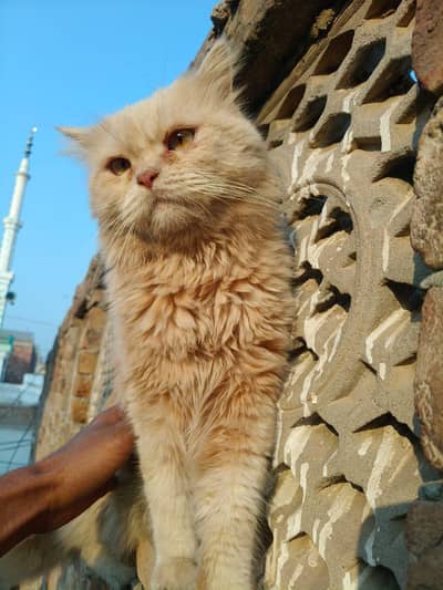 Persian cat double coated fawn color