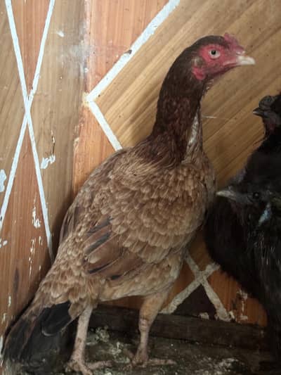 Aseel mianwali female best quality