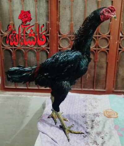 Japeneese pakoyee chicks and dragon chicks